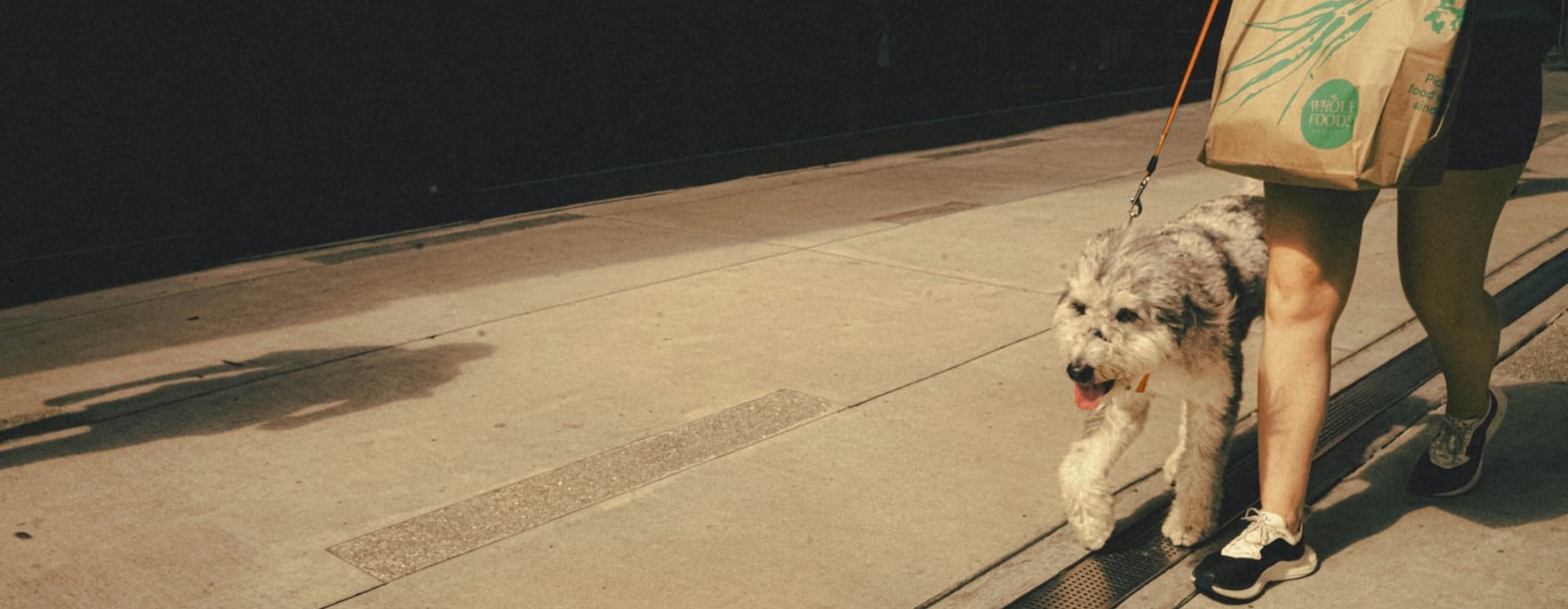 a dog being walked outdoors
